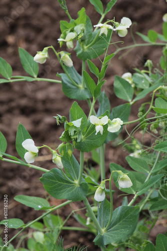 Vegetable peas bloom in open ground