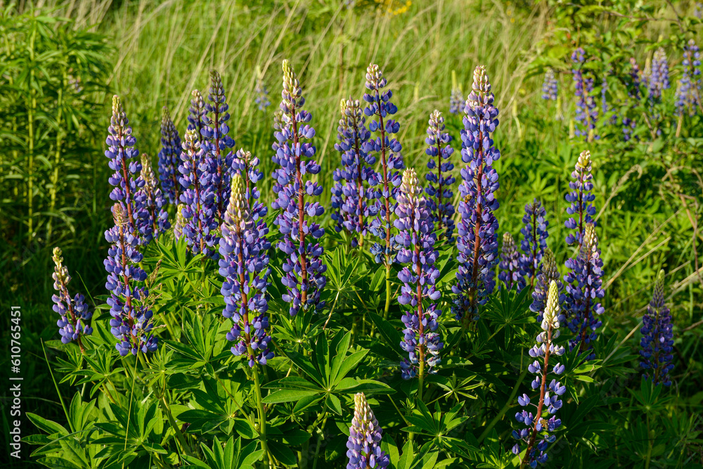 Lupinus Polyphyllus Flower in Park Lupinus Polyphyllus Flower in Park