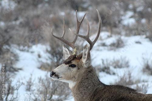 deer in the woods