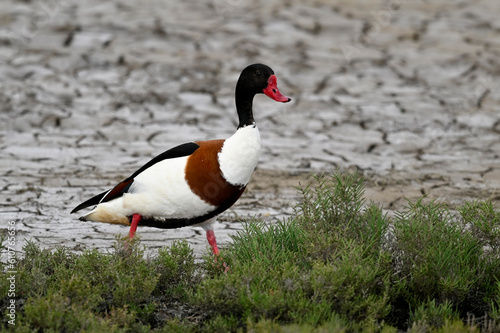 Common Shelduck // Brandgans (Tadorna tadorna) - Axios Delta, Greece