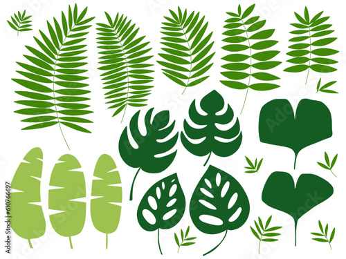 Different kinds of tropical exotic plants leaves set. Vector set of tropical and jungle leaves