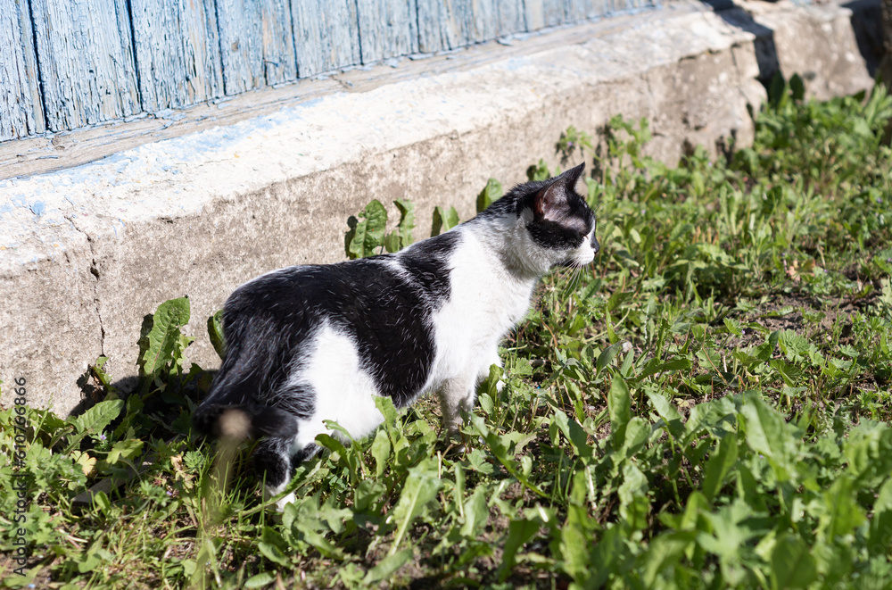Black white cat walk in vivid green grass on a spring day in a village