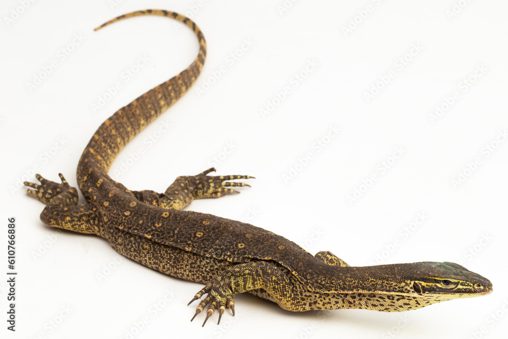 Fototapeta premium The yellow-spotted monitor or New Guinea Argus monitor Varanus panoptes horni isolated on white background 