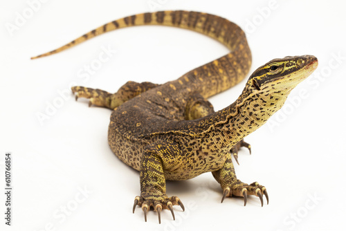 The yellow-spotted monitor or New Guinea Argus monitor Varanus panoptes horni isolated on white background 