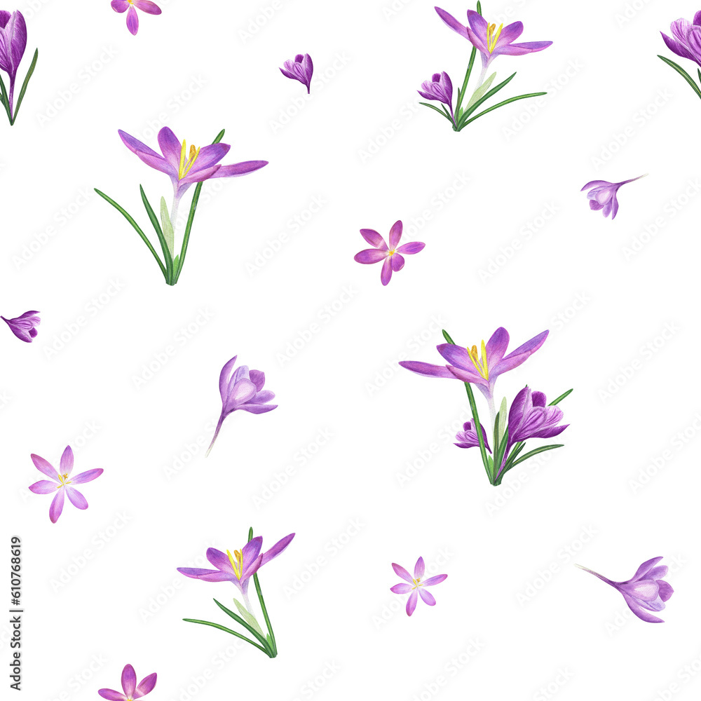 Watercolor seamless pattern of crocuses isolated on transparent background. Spring illustration for the design of textile, wrapping paper, scrapbooking, greetings, wedding cards
