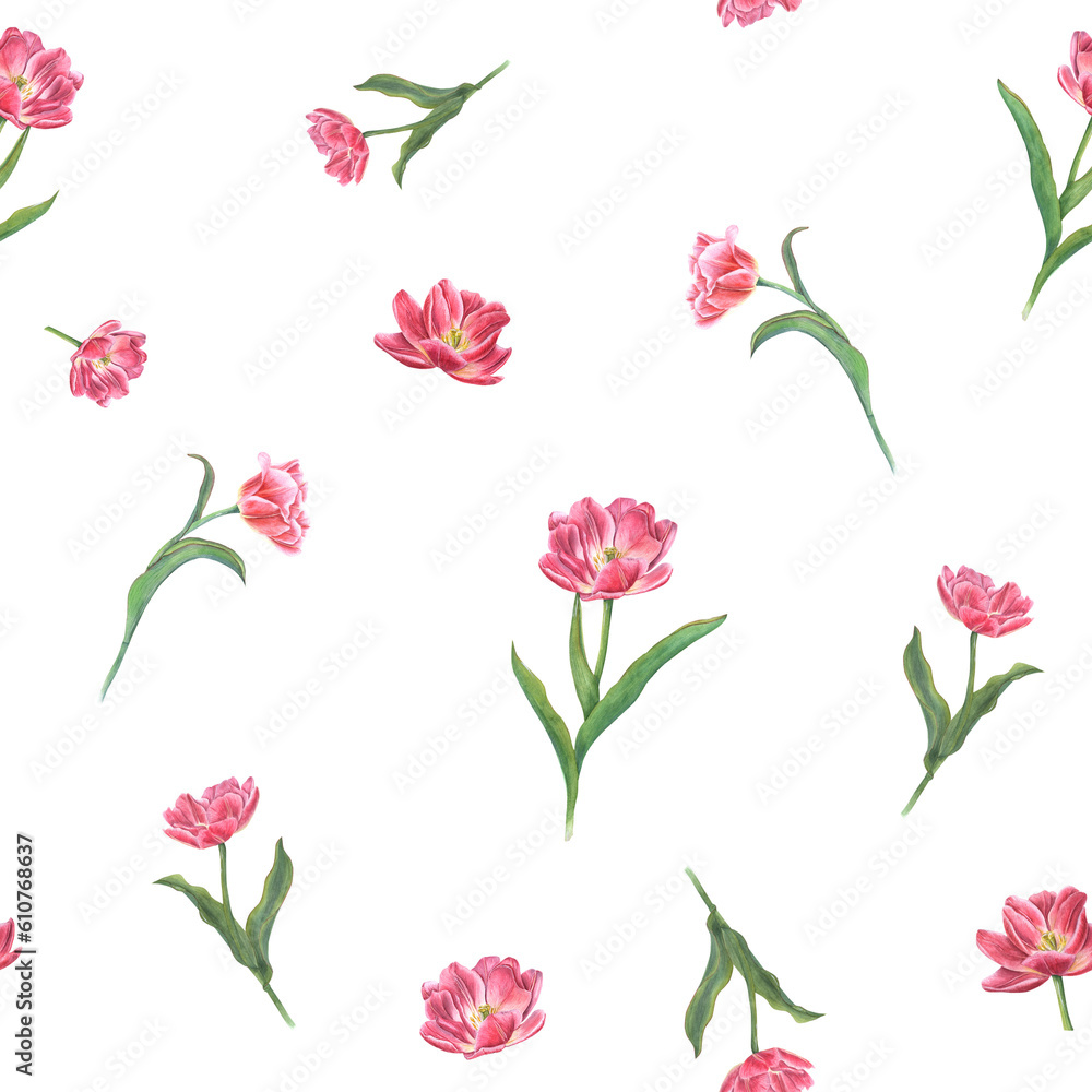 Watercolor seamless pattern of pink tulips isolated on transparent background. Spring flower illustration for print, textile design, wrapping paper, scrapbooking, postcards