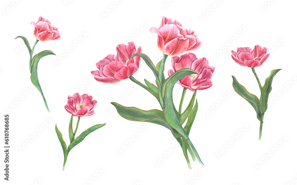 Spring pink tulips isolated on transparent background. Watercolor illustration of flowers bouquet for your design. For Save the Date, Valentines day, birthday, wedding cards