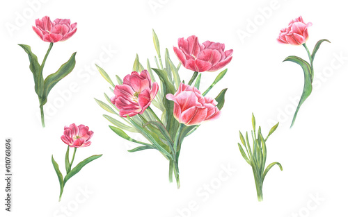 Bouquet of pink tulips, daffodils isolated on transparent background. Watercolor illustration of spring flowers for your design. For Save the Date, Valentines day, birthday, wedding cards