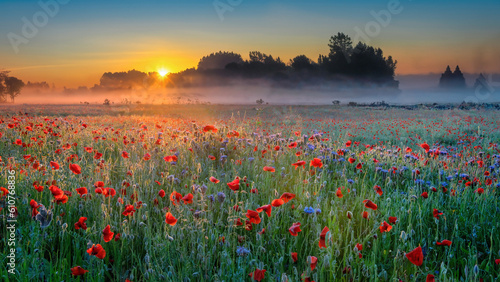 Fototapeta Naklejka Na Ścianę i Meble -  Sunrise in a misty poppy field, Denmark