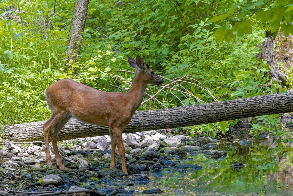 The white-tailed deer  comes to drink from the stream