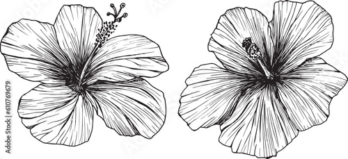 Vector illustration of tropical flowers and leaves. Clipart of hibiscus, ink sketch with no background. Isolated elements for the design of cards, packaging, tattoos, logos