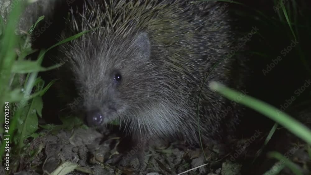 Cute hedgehog close-up. The hedgehog turned away from the camera and began to leave. 4K video Cute hedgehog close-up. The hedgehog turned away from the camera and began to leave. 4K video