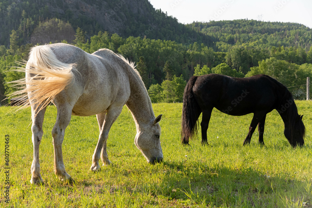 Horses walking in field near fjord Horses walking in field near fjord
