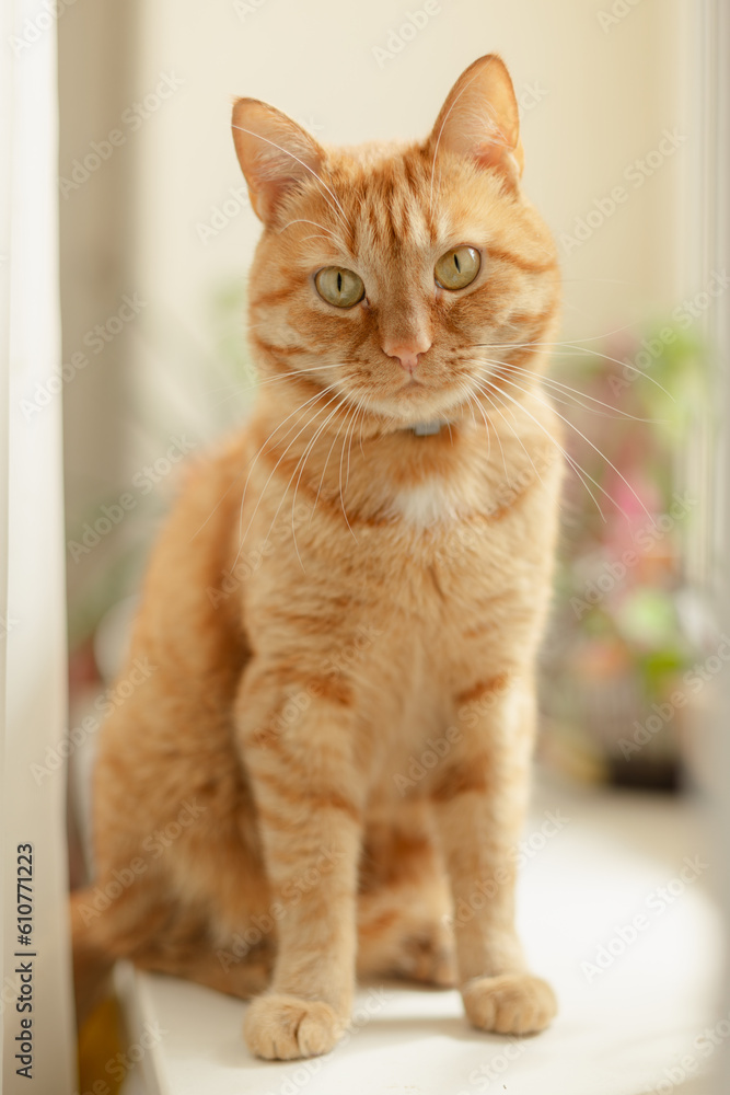 portrait of a domestic red cat, an ordinary cat sits on a windowsill portrait of a domestic red cat, an ordinary cat sits on a windowsill