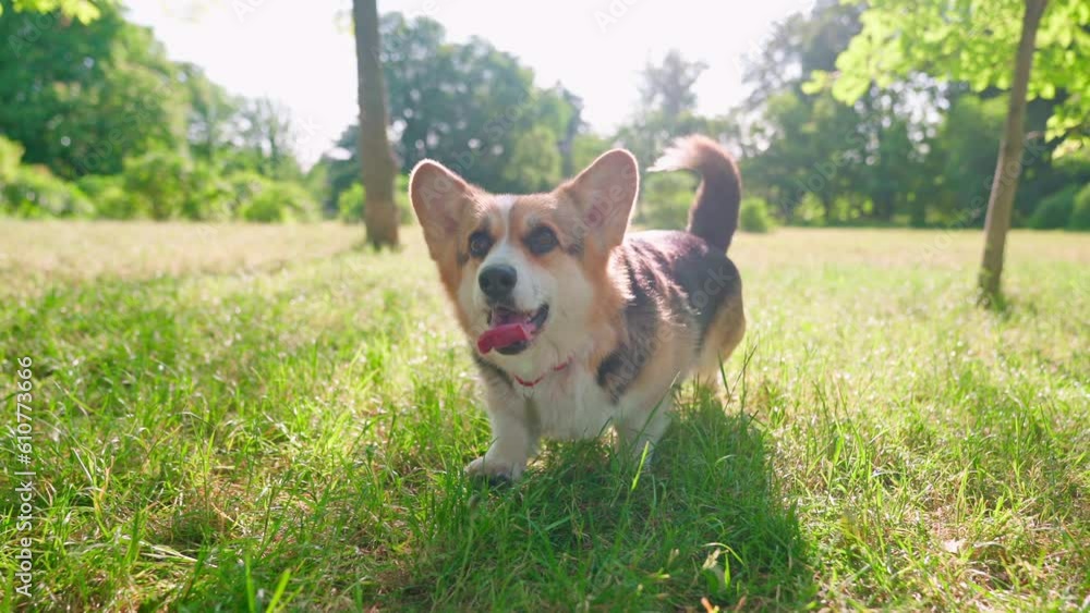 Pembroke Welsh Corgi Sunset Green Grass Pembroke Welsh Corgi Sunset Green Grass