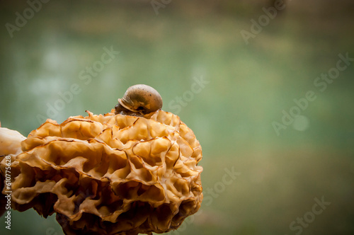 Snail on Morel Mushroom 