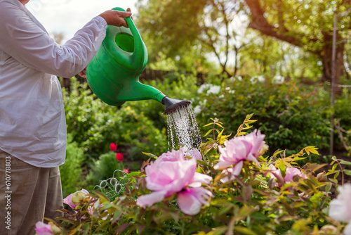 Fototapeta Naklejka Na Ścianę i Meble -  Gardener waters tree peonies in bloom with watering can in spring garden. Close up. Taking care of flowering plant