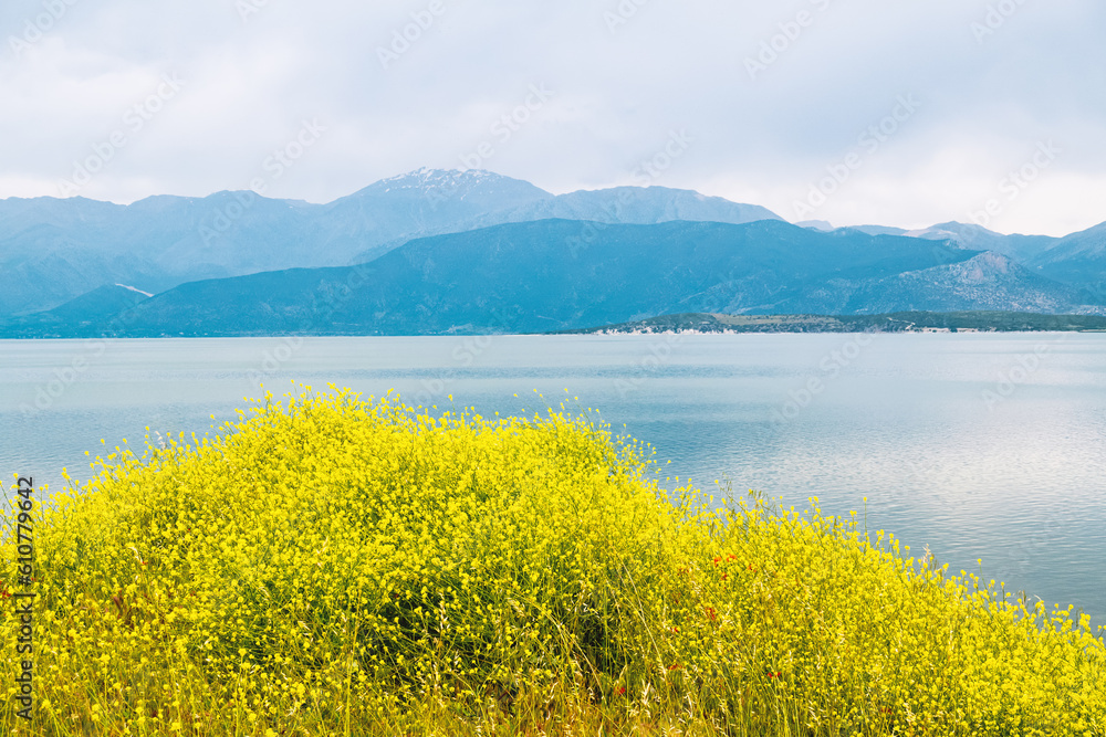 Yellow wildflowers against backdrop of blue lake and mountains, landscape. Egirdir Lake Isparta Türkiye