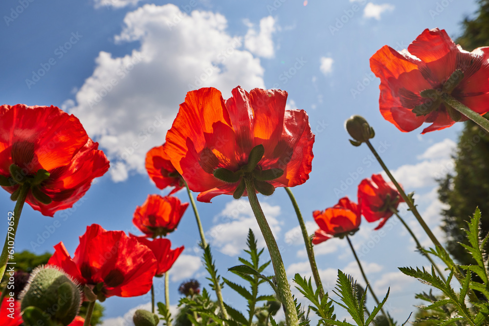 Naklejka premium beautiful red poppies flowers against the blue sky on a sunny and clear day, view from below. good mood, happiness