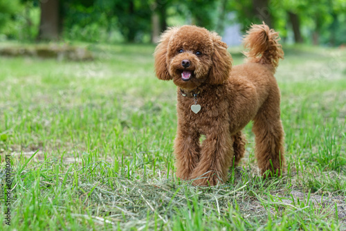 A red-brown toy poodle dog. Toy poodle puppy on a walk in the park © Mykhaylo