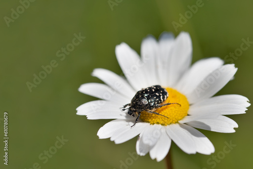 A small beetle, a mourning rose chafer (Oxythyrea funesta) sits in the middle of a white daisy against a green background photo