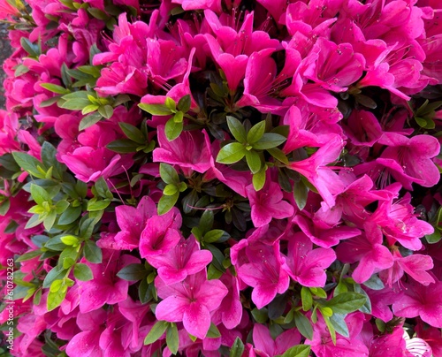 A red pink azelia blooming near Gervais Oregon