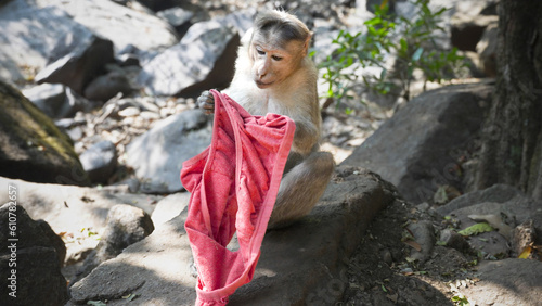 Photography Funny small monkey looking at red underwear
