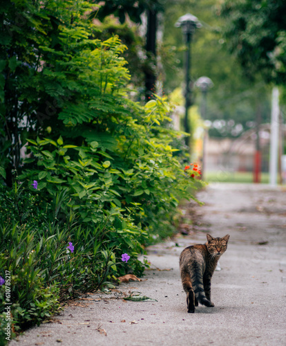 cat walking in the street miami 