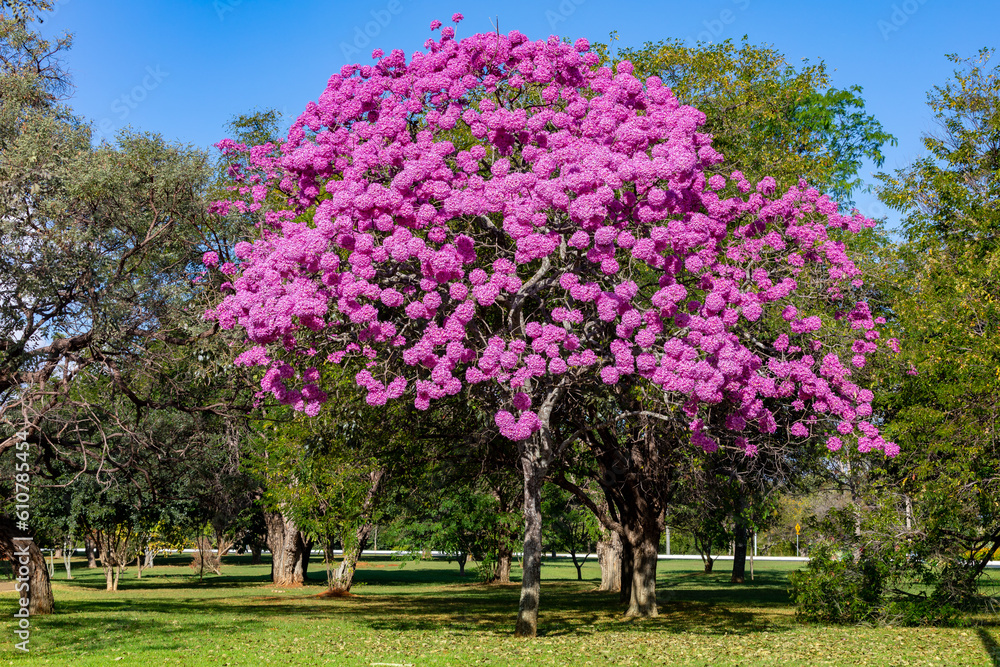 Obraz premium The most beautiful trees in flower: Pink Trumpet Tree (Tabebuia impetiginosa or Handroanthus impetiginosus).