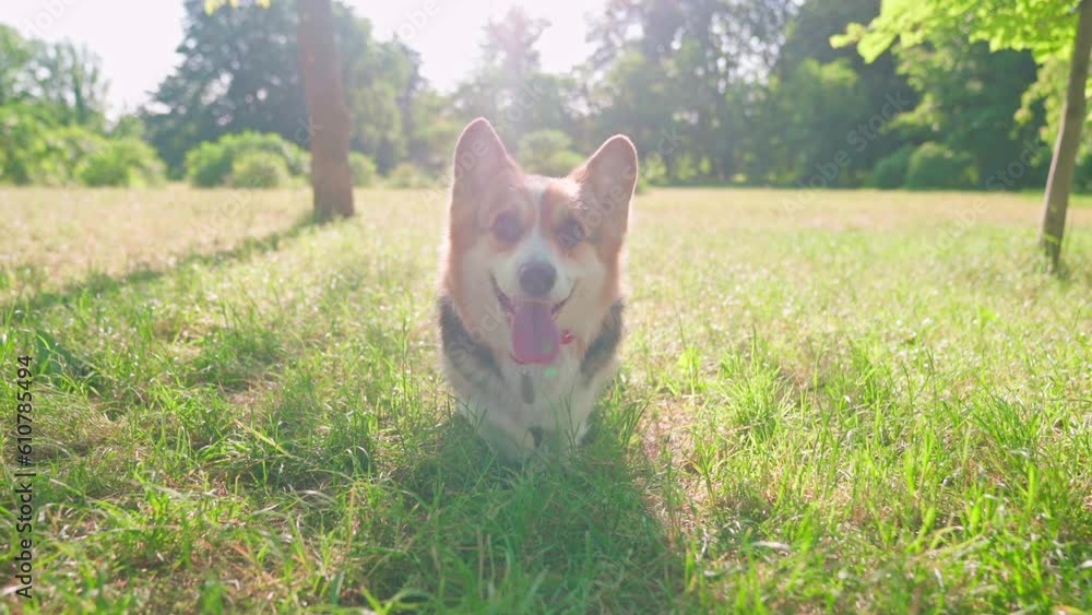 Pembroke Welsh Corgi Sunset Green Grass Pembroke Welsh Corgi Sunset Green Grass