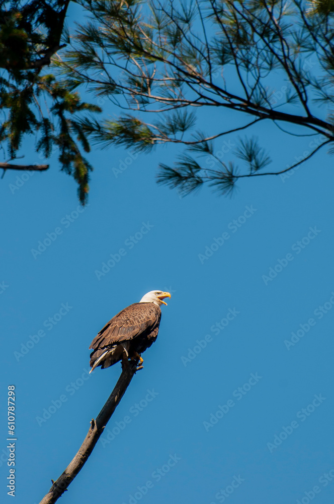 Adult Bald Eagle perched on an old bare tree. Adult Bald Eagle perched on an old bare tree.