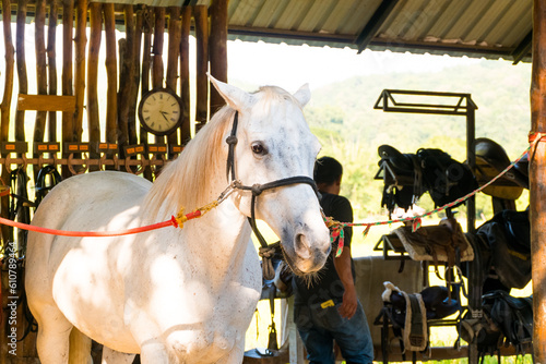 White Young horse on horse farm..