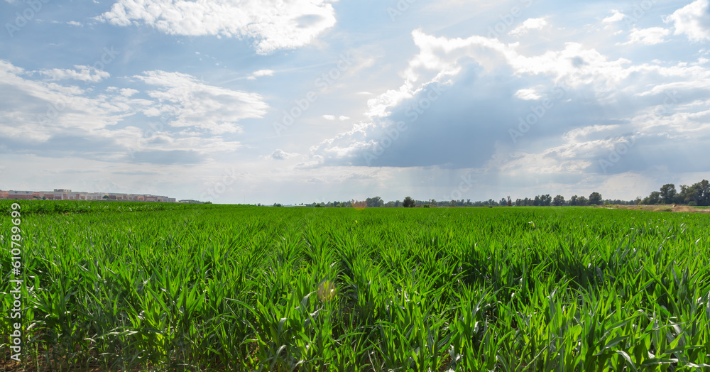 Campo de cultivo de maíz en contraste con un cielo dramático.