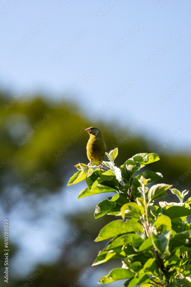 A chloris chloris, commonly known as a greenfinch ,looking out from a high branch on a tree A chloris chloris, commonly known as a greenfinch ,looking out from a high branch on a tree