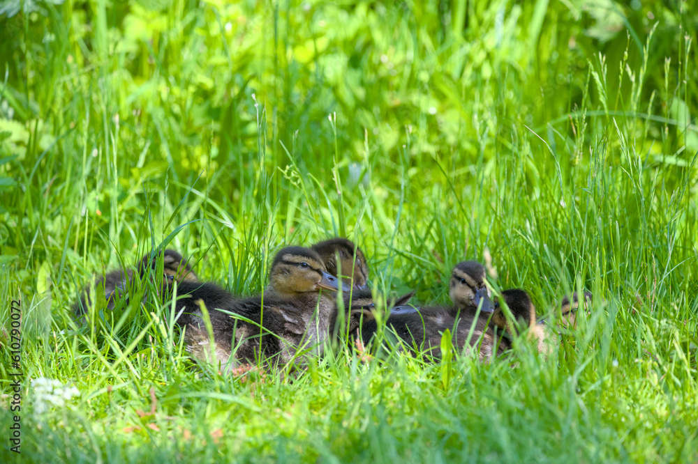 a nest of ducklings in the green grass a nest of ducklings in the green grass