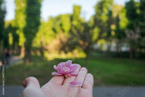  woman's hand holding sakura blossom in the park