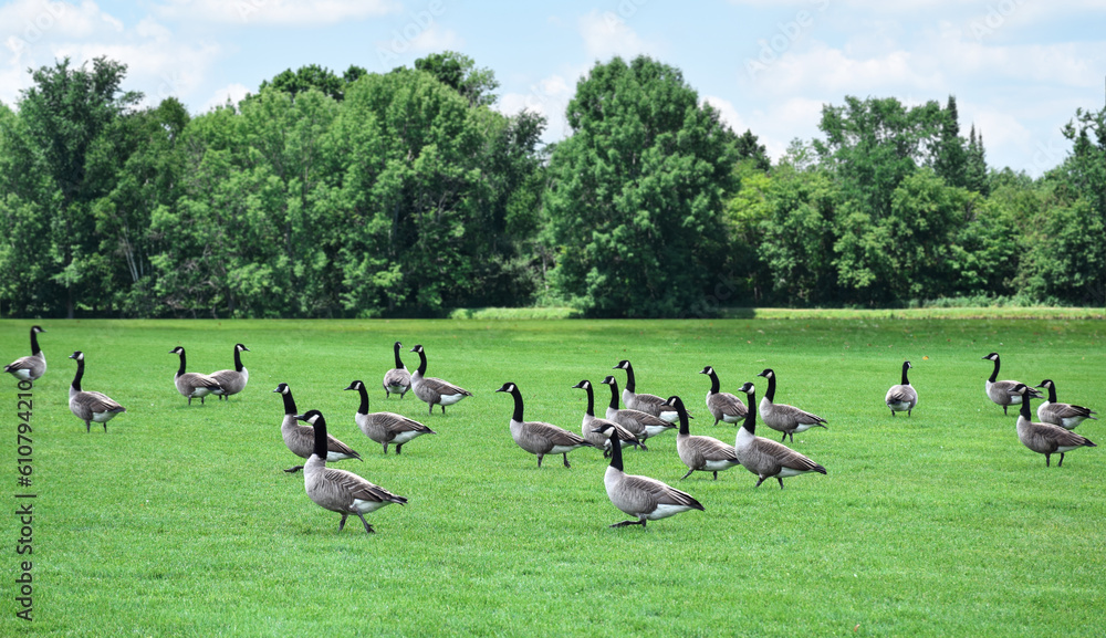 A flock of Canada Geese walking on large green grass field A flock of Canada Geese walking on large green grass field