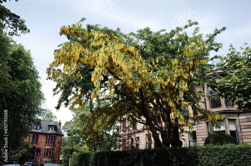 Golden chain tree with victorian flats photo