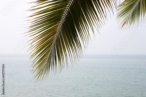 Coconut palm tree leaves with sea