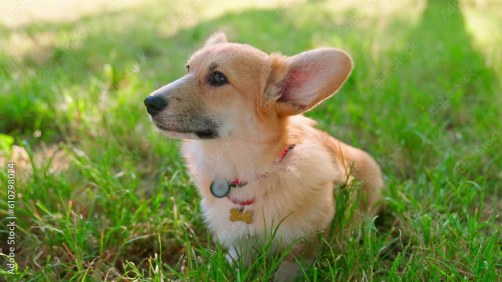 Pembroke Welsh Corgi Sunset Green Grass Pembroke Welsh Corgi Sunset Green Grass