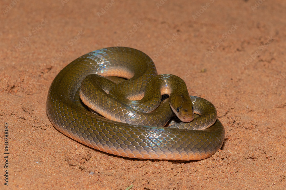 Fototapeta premium Common Brown Water Snake (Lycodonomorphus rufulus)