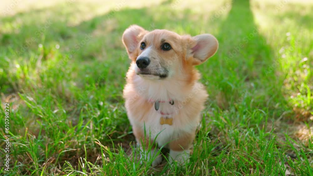 Pembroke Welsh Corgi Sunset Green Grass Pembroke Welsh Corgi Sunset Green Grass