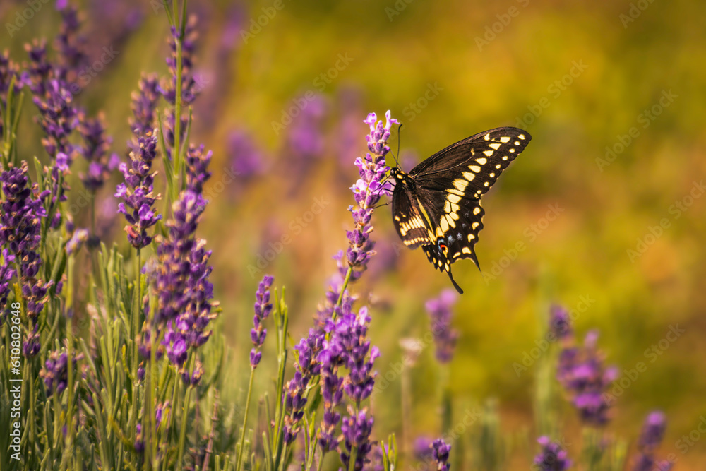 black swallow butterfly on lavender flower, summer time, summer vibes black swallow butterfly on lavender flower, summer time, summer vibes