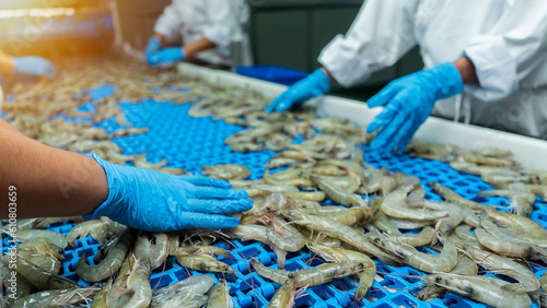Фотография Inspection of farmed shrimp on a conveyor of a shellfish and pranws production p