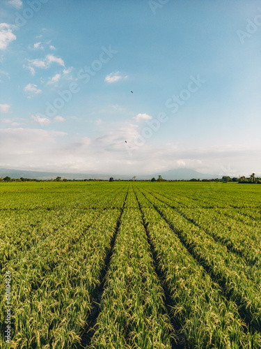 Aurial view of exotic bright  grassy agricultural rice field with a blue sky and white clouds