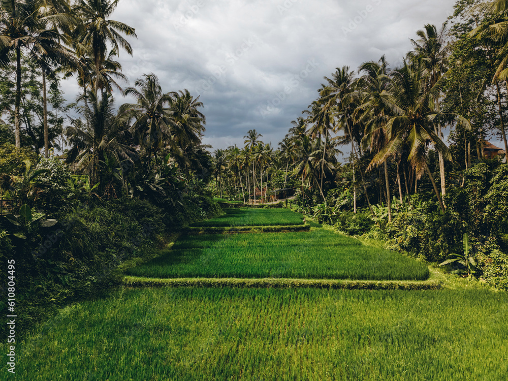 Aurial view of exotic bright, grassy agricultural rice field with palms on the both sides.