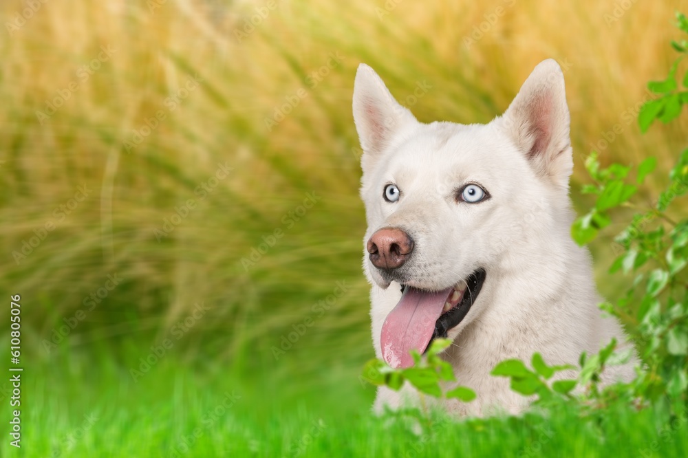 Portrait of a young smart dog at the green grass