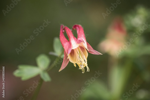 Wildflower: columbine  Symbol of fortitude, courage, strength  