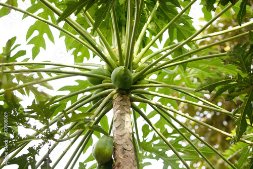 Nature fresh yellow papaya on tree with many fruits.