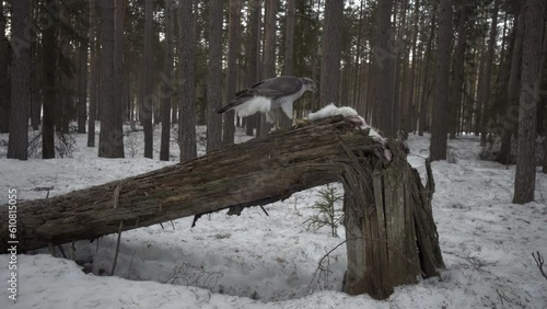 Goshawk feeding on a log